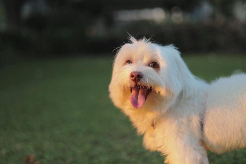 a small white dog standing on top of a lush green field