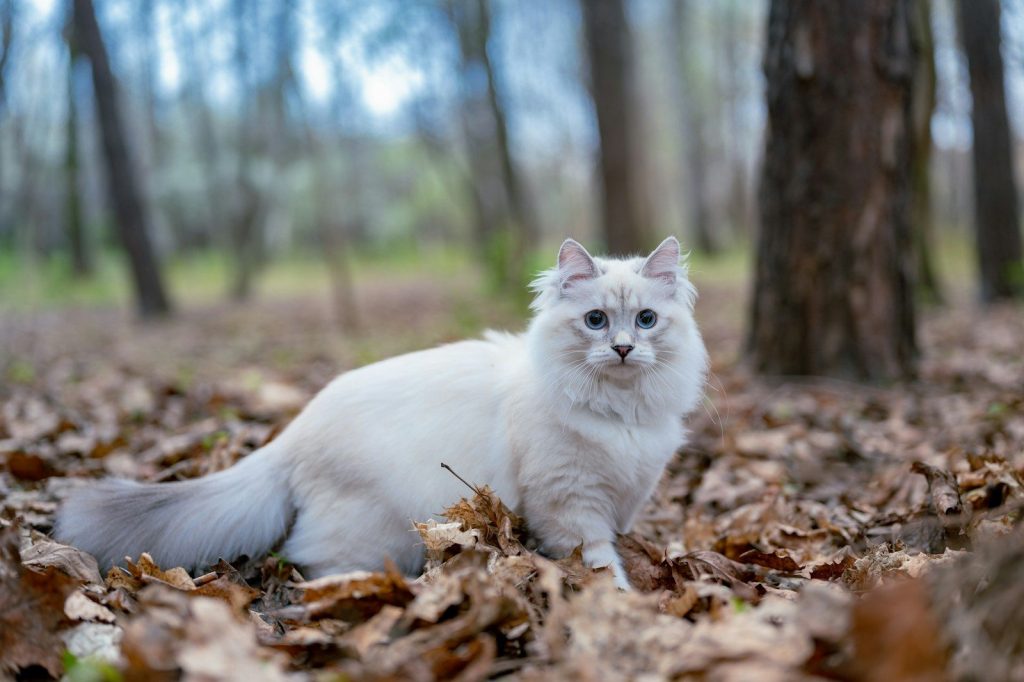 white cat on brown dried leaves