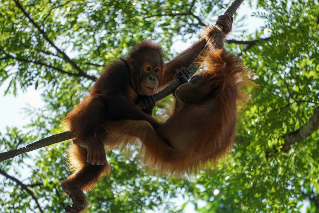 two brown monkeys on tree branch during daytime