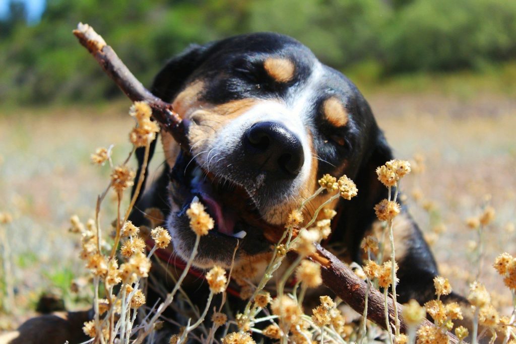 black and brown dog surrounded by orange flowers