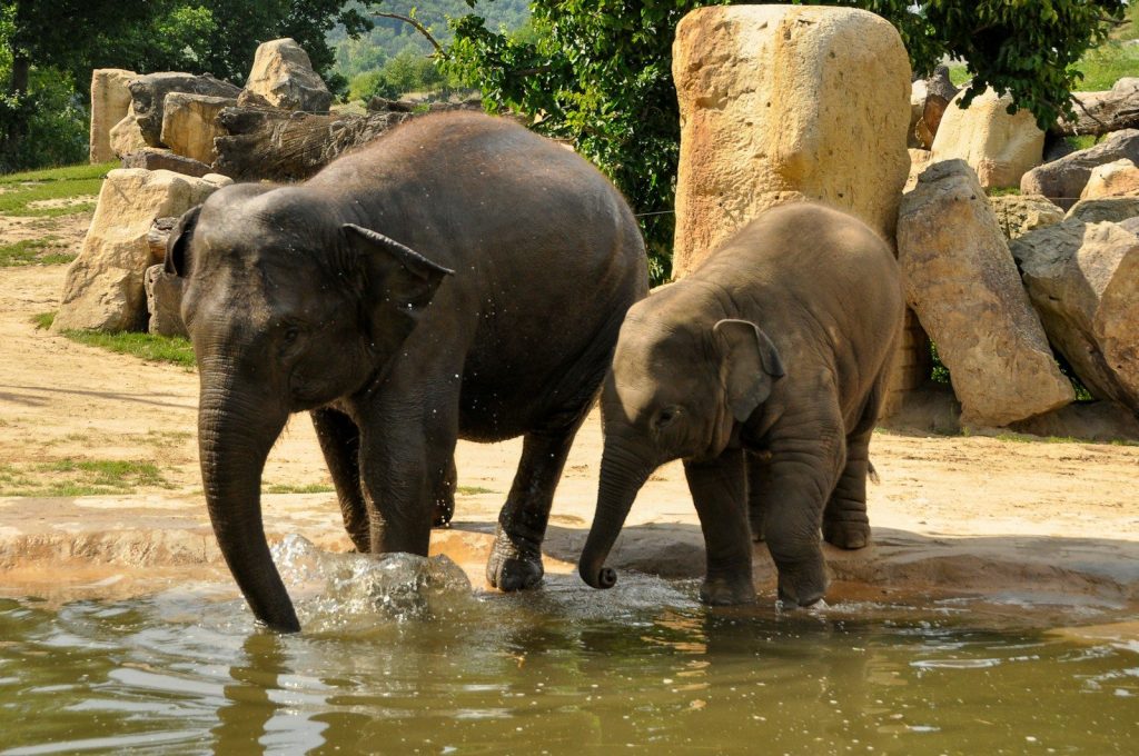 An adult and baby elephant standing in shallow water.