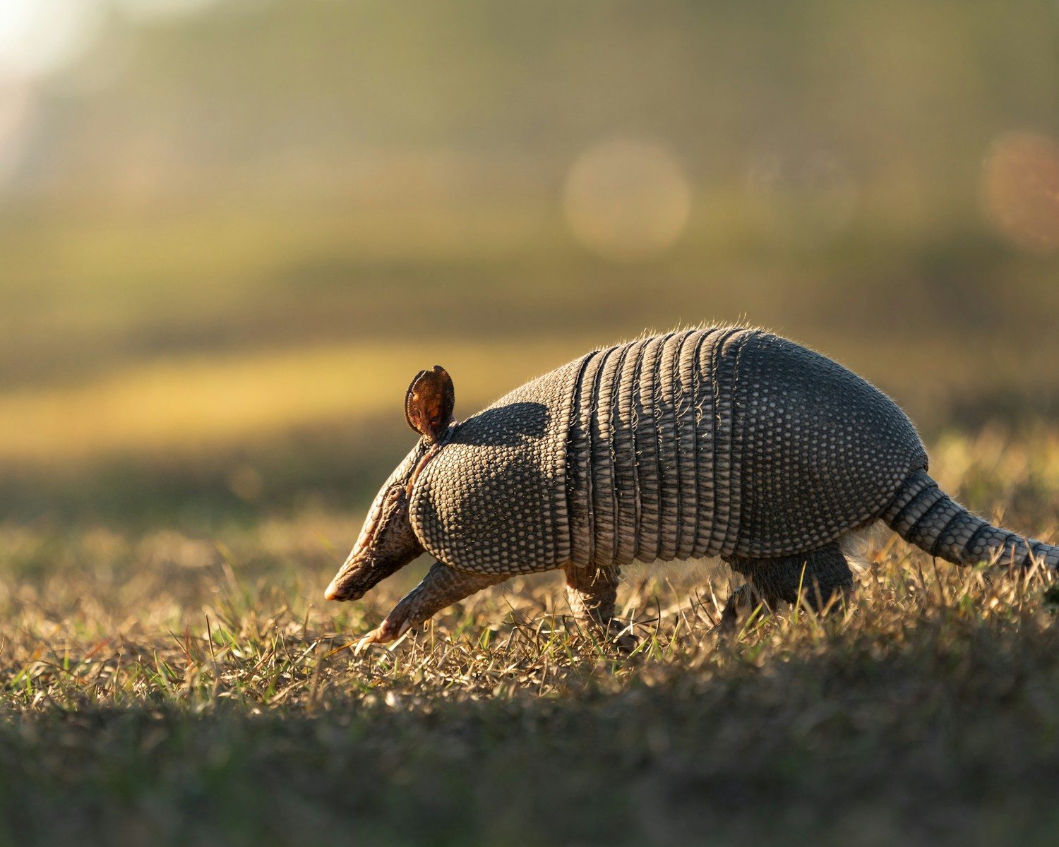 North Carolina Sounds the Alarm as Armadillos Expand Into Mountain Regions