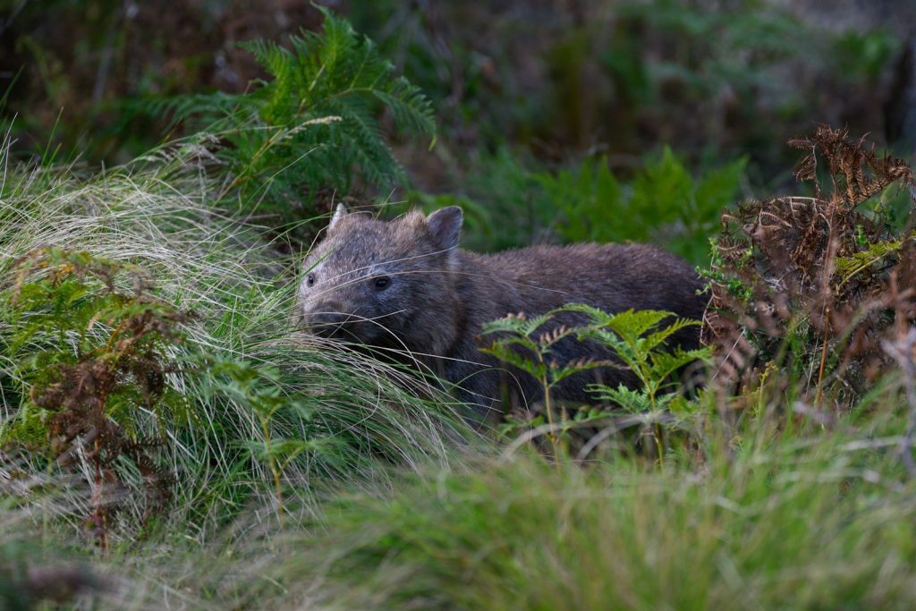 A wombat sits peacefully in the tall grass.