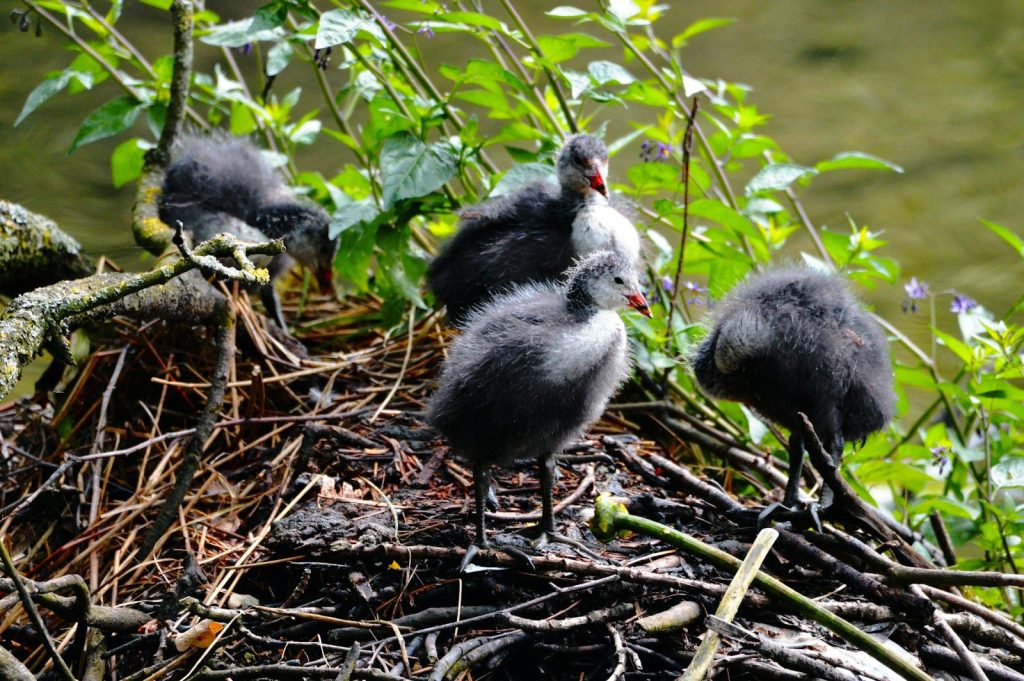a group of birds on a log