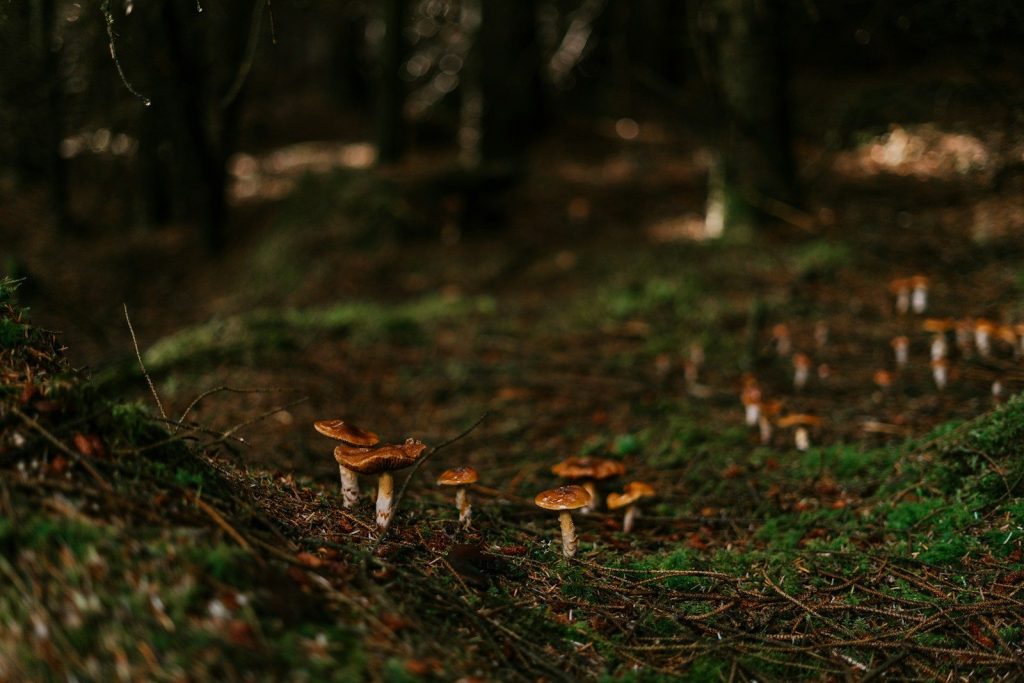 a group of mushrooms growing in the woods