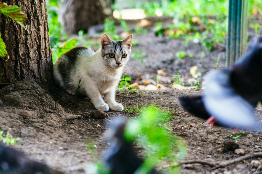 A cat sitting on the ground next to a tree