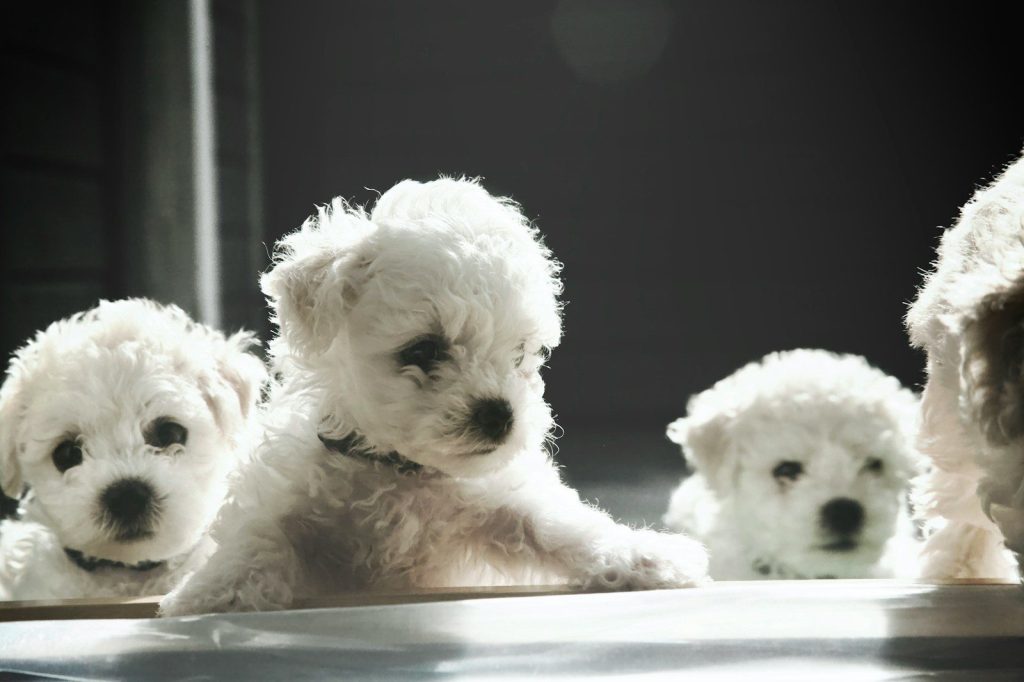 a group of small white dogs sitting next to each other