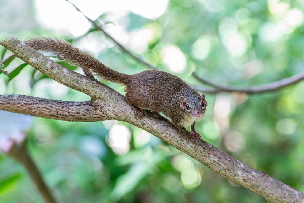 A small animal sitting on top of a tree branch