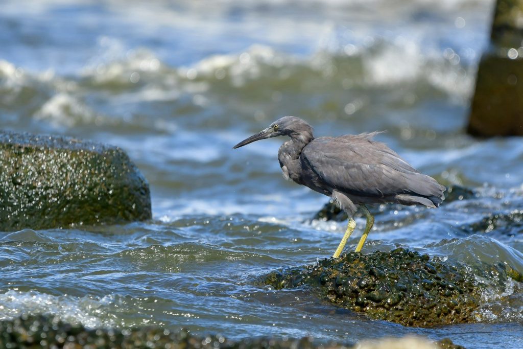 A bird is standing on some rocks in the water