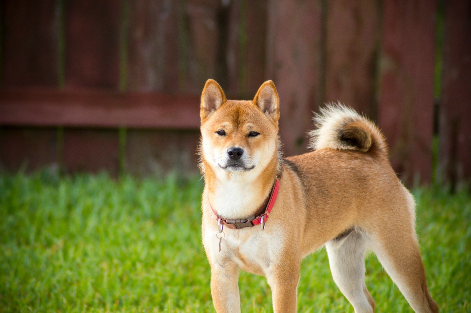 shallow focus photography of brown dog