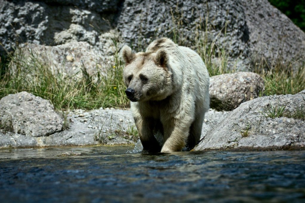 white bear walking on body of water