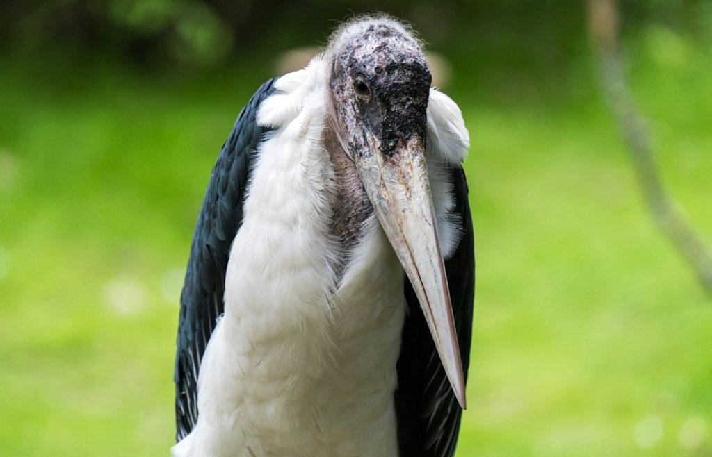 A marabou stork with a long beak and white feathers.