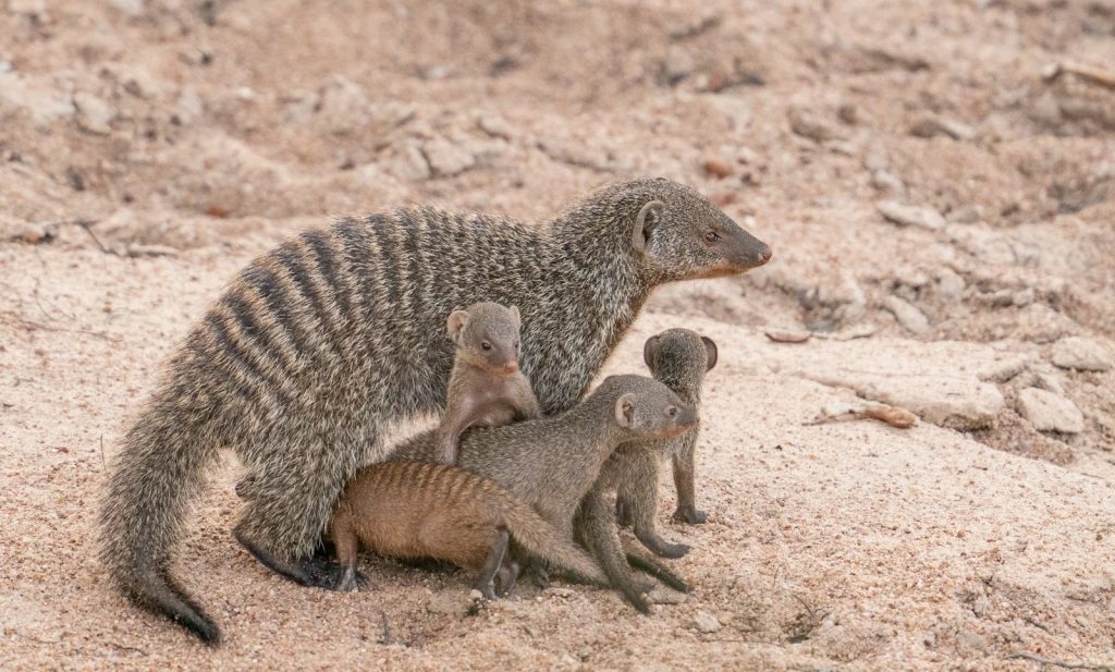 A group of small animals standing on top of a dirt field