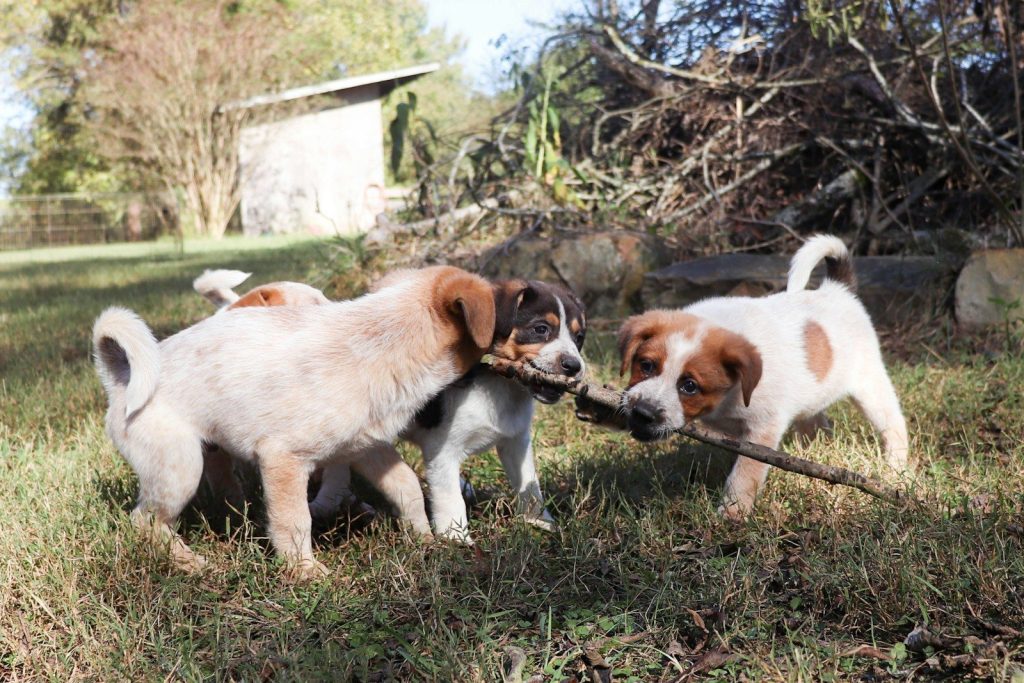 Three puppies playing tug-of-war with a stick.