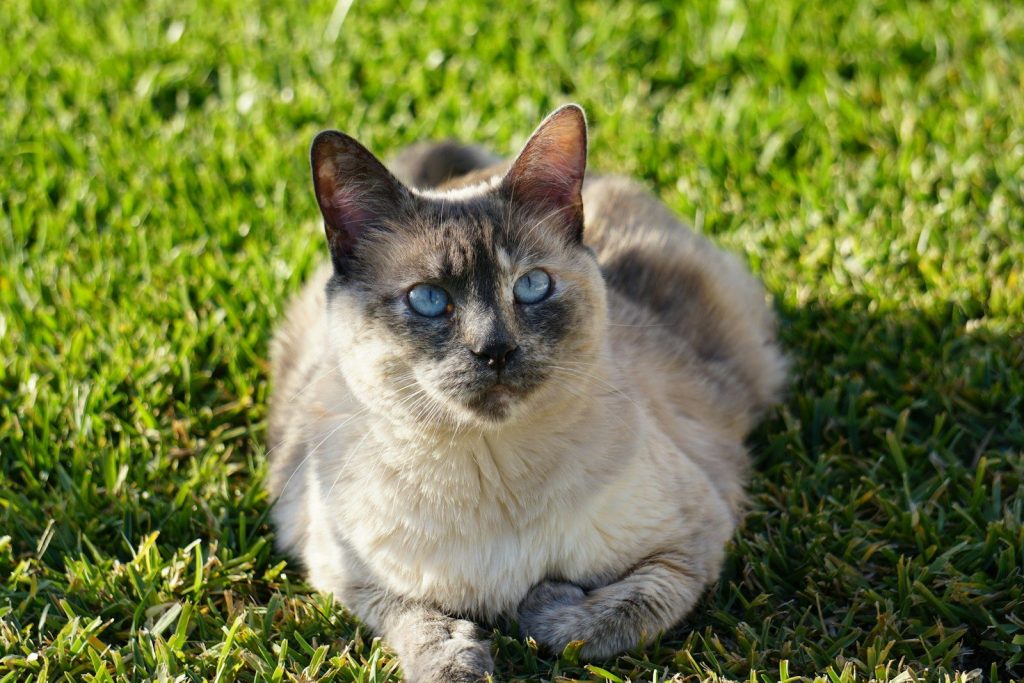 A cat sitting in the grass looking at the camera