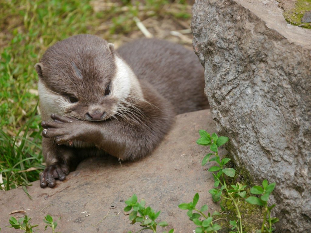 A small animal laying on top of a rock