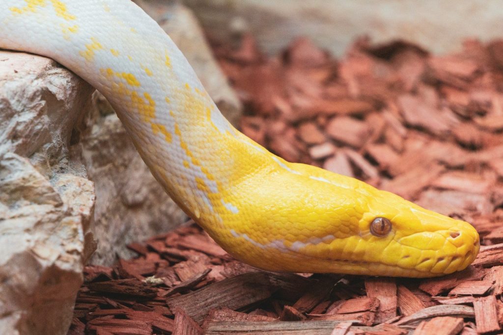 a yellow and white snake on a rock