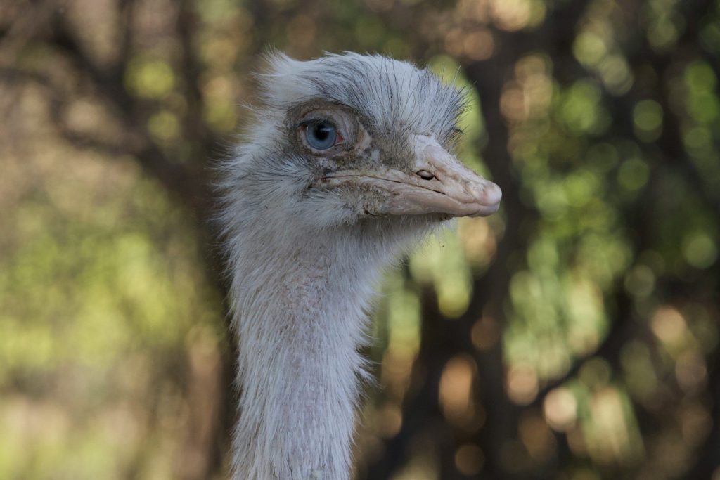 a close up of a bird