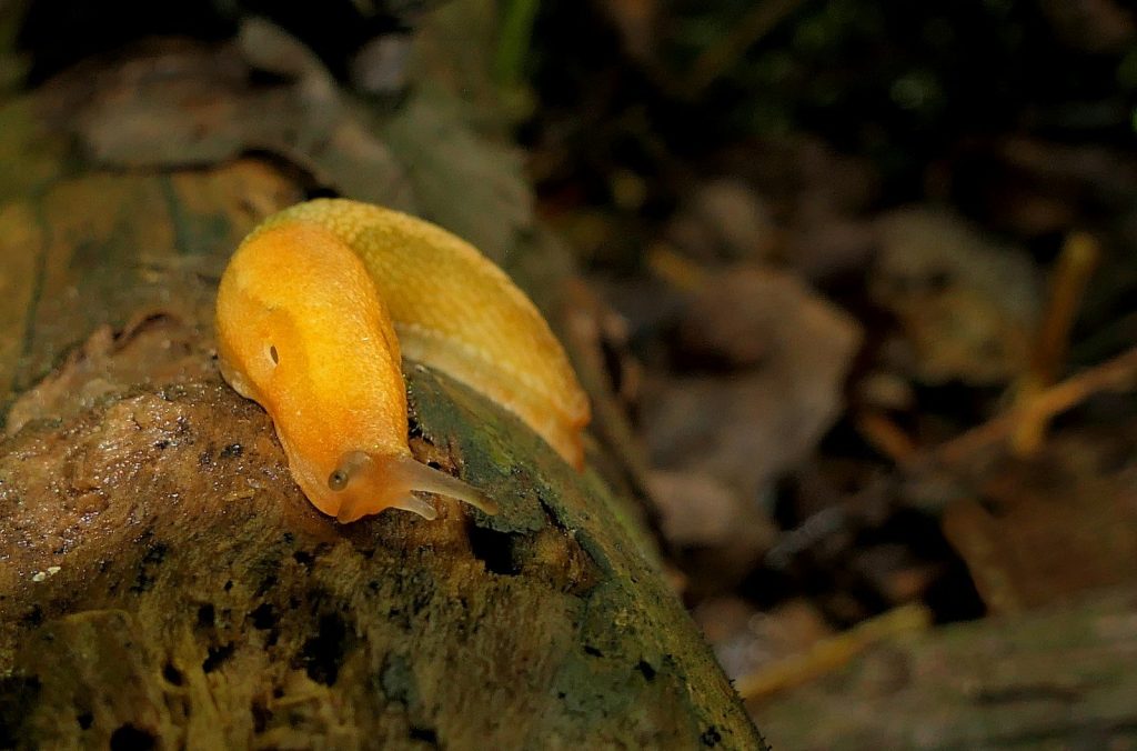 A yellow slug crawling on a log in the woods