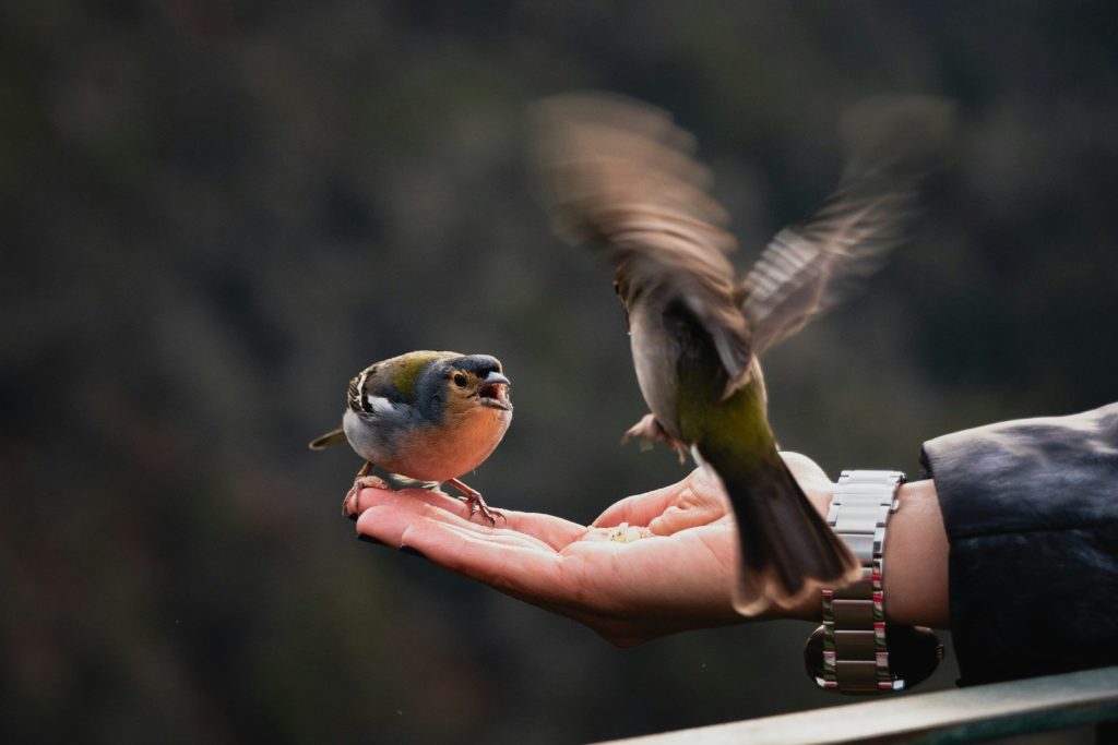 a bird on a person's hand