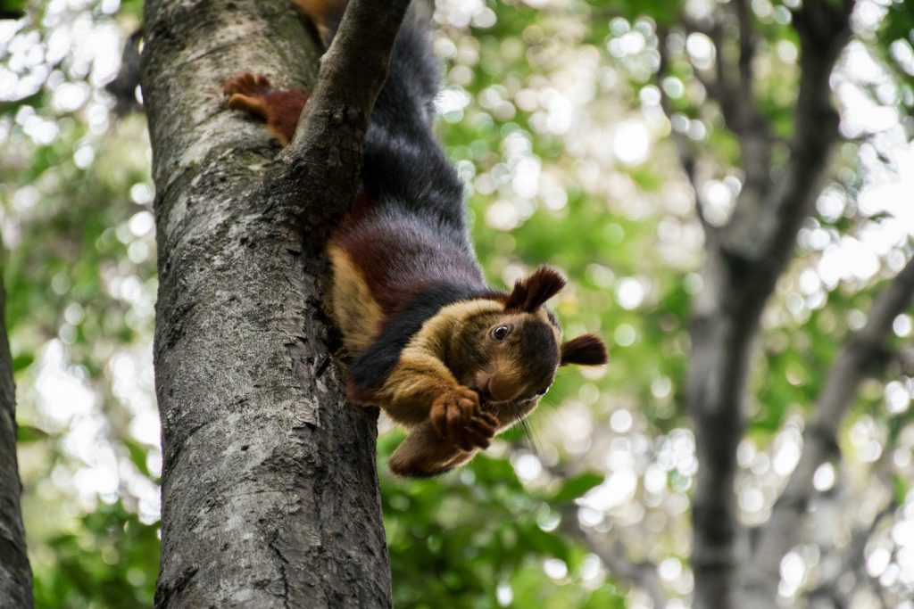 brown animal on tree
