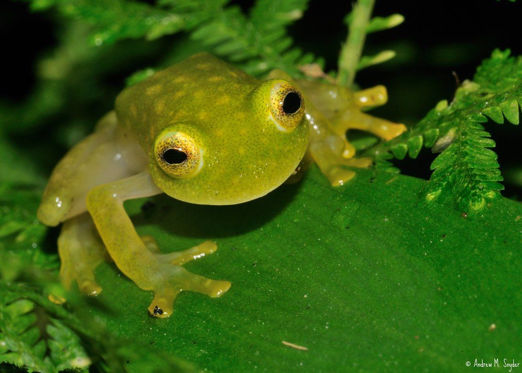 Strange and Fascinating Animals You Probably Didn’t Know Exist