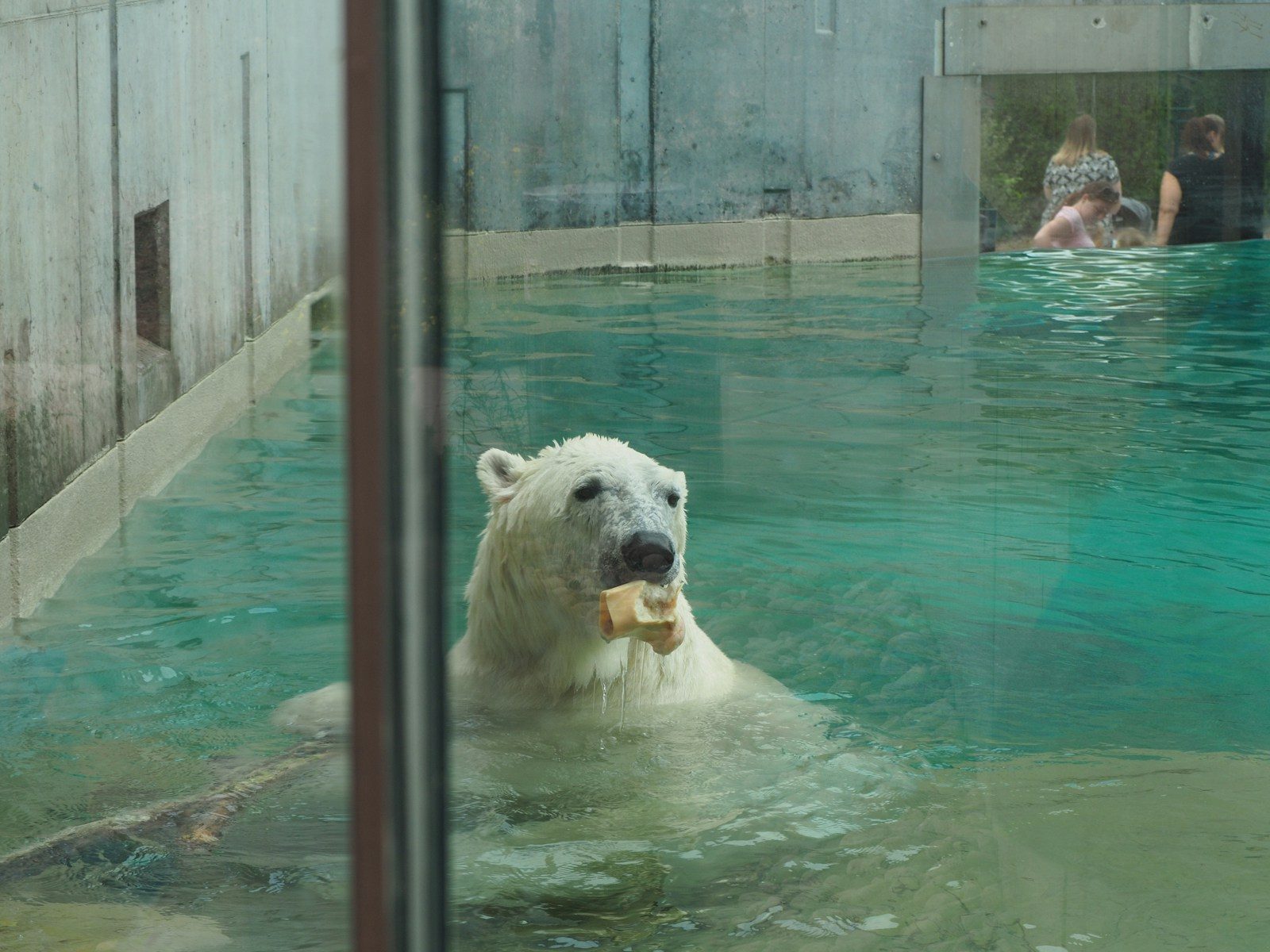 A polar bear swims in a pool while eating food.