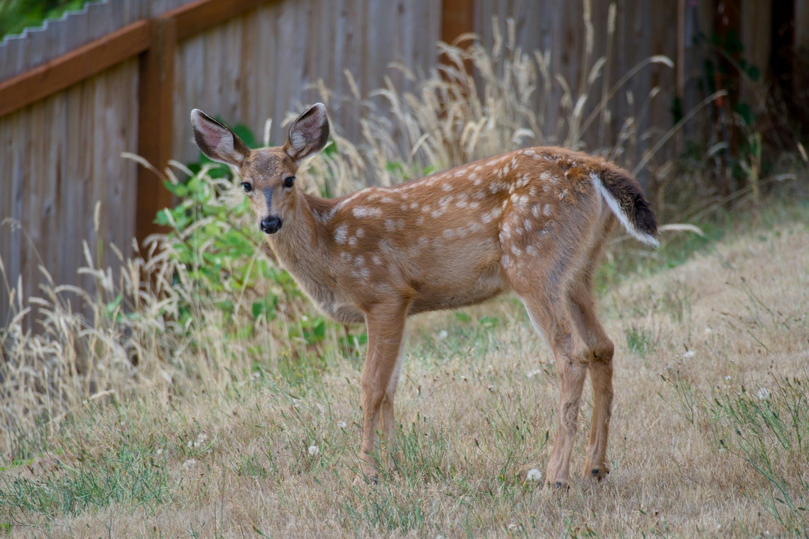 A young deer with spots stands in dry grass.