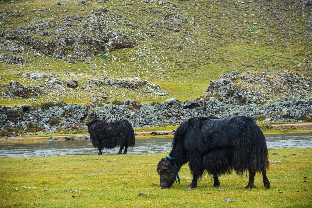 black cow on green grass field during daytime
