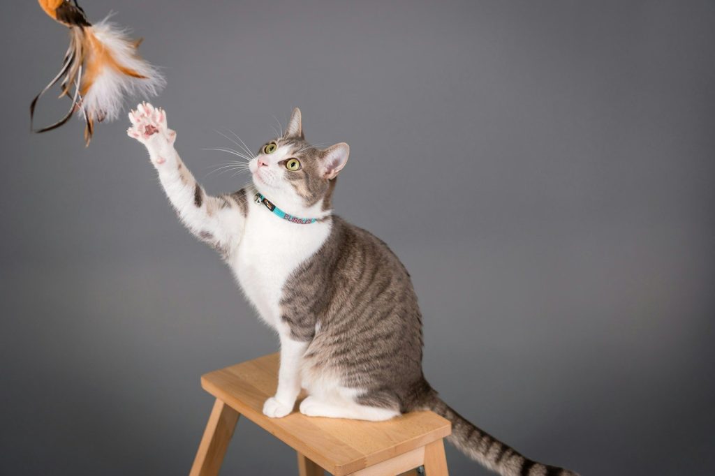 A cat sitting on a stool holding a bird