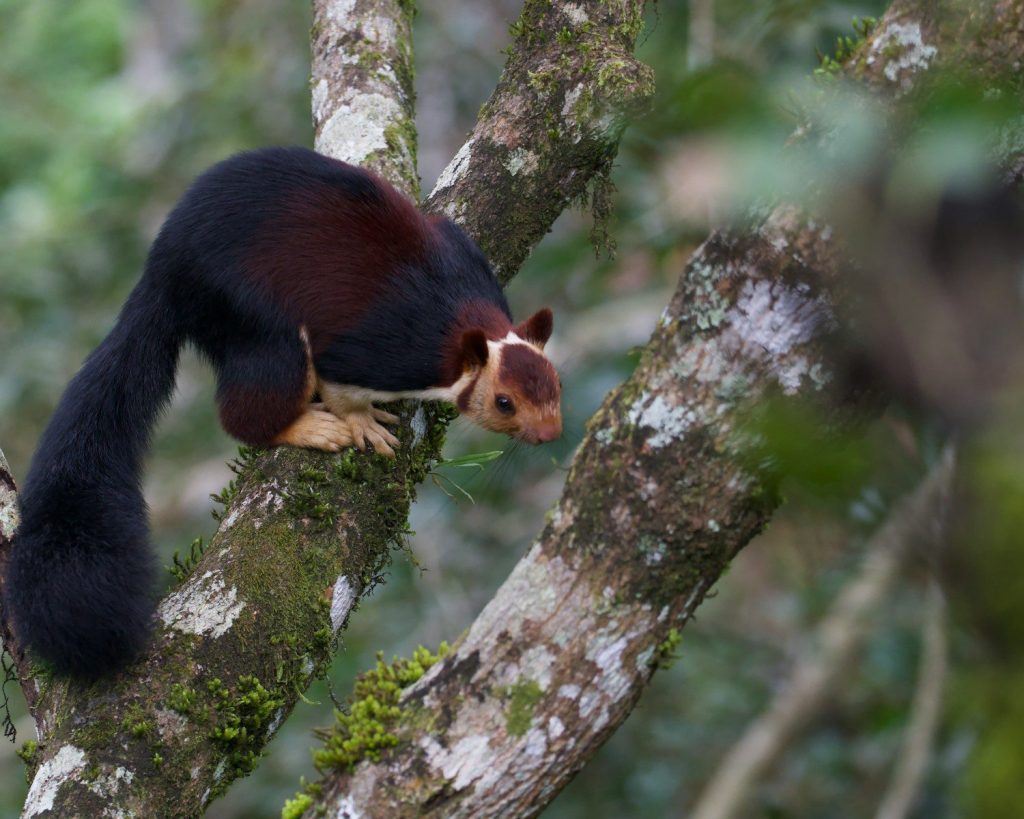 A large, dark squirrel with reddish-brown fur climbs a tree.