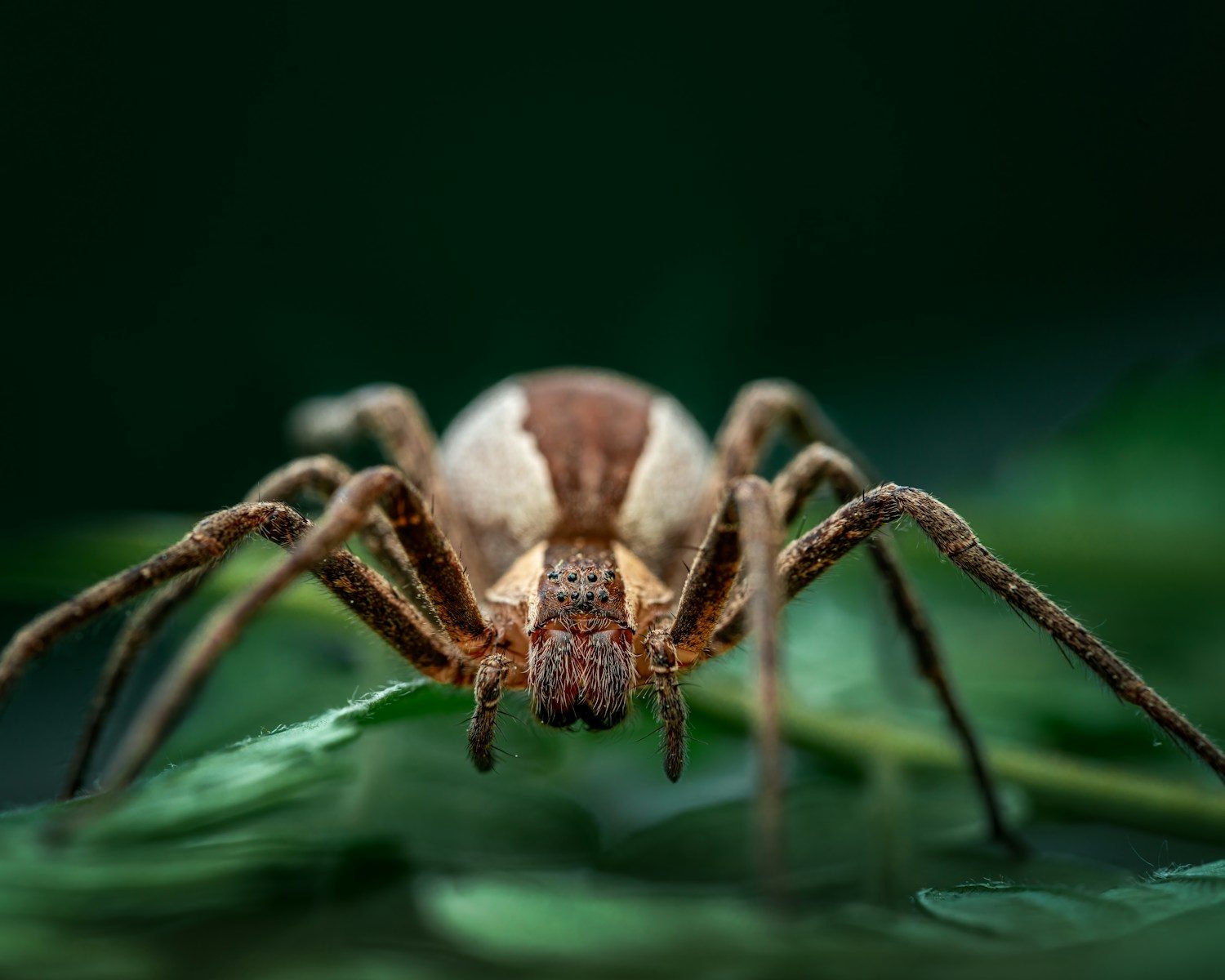 a close up of a spider