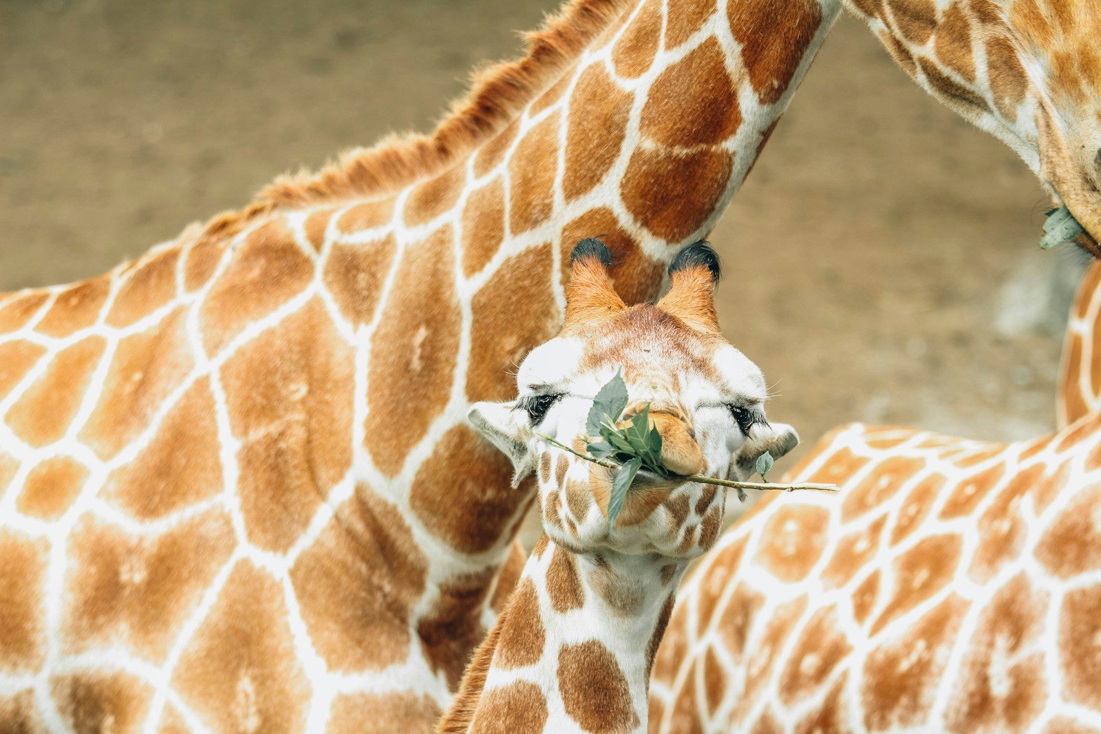 a couple of giraffe standing next to each other
