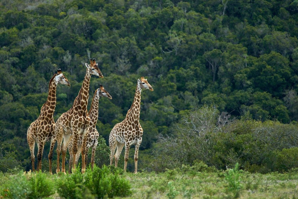 three giraffes on green grass field during daytime