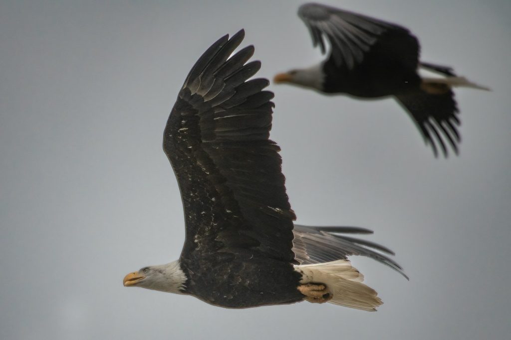 a pair of birds flying