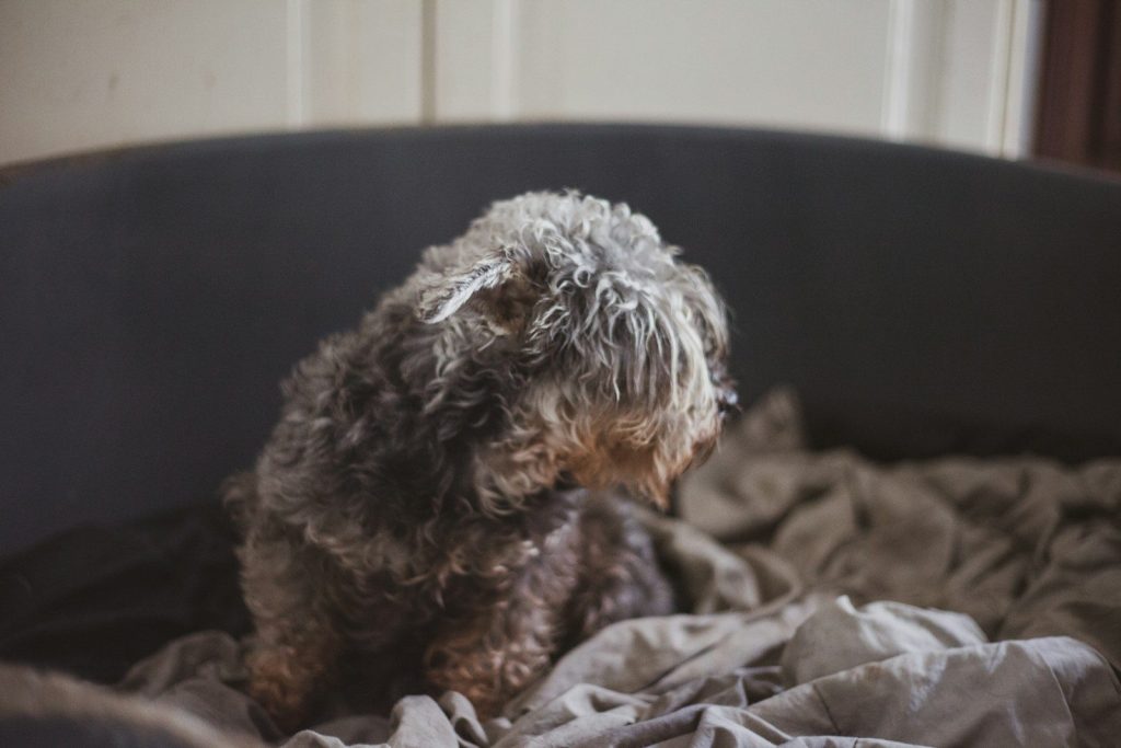 gray and white long coated small dog on white and gray textile