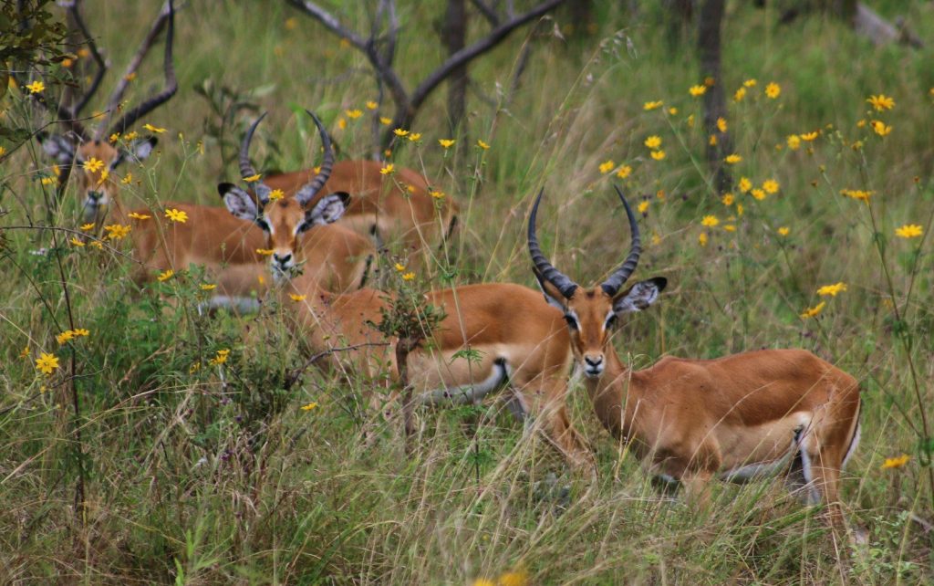 brown deer on green grass during daytime