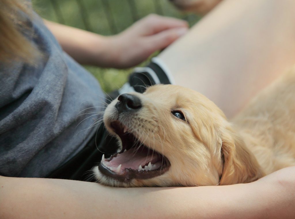 Cute golden retriever puppy yawning on a person's lap.
