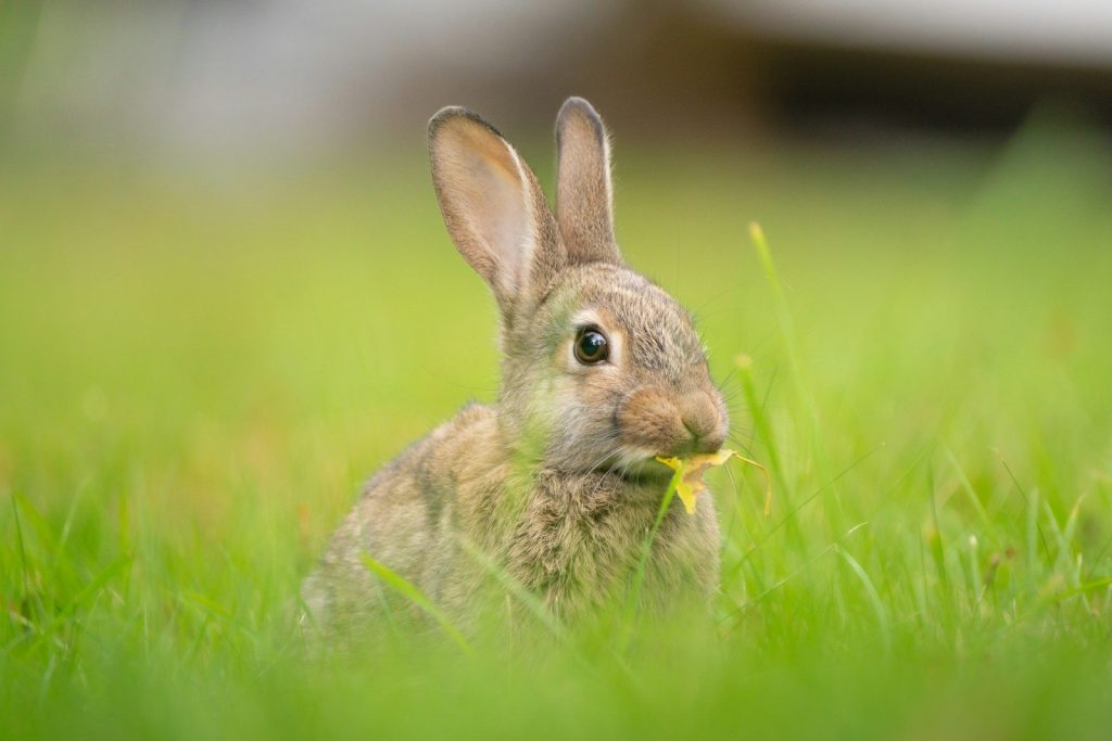 A rabbit is sitting in the grass eating something