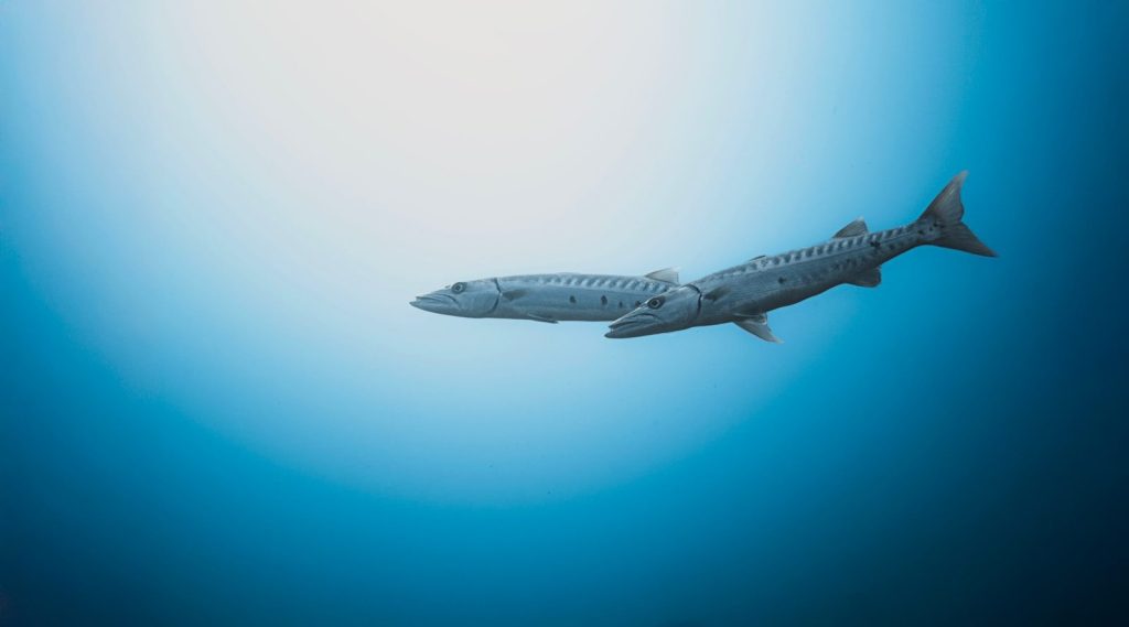 Two barracuda fish swim in clear blue ocean water.