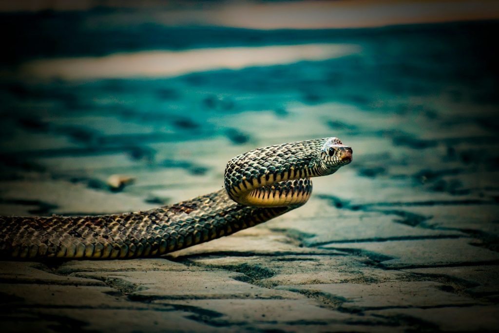 A snake's head emerges from its coiled body.