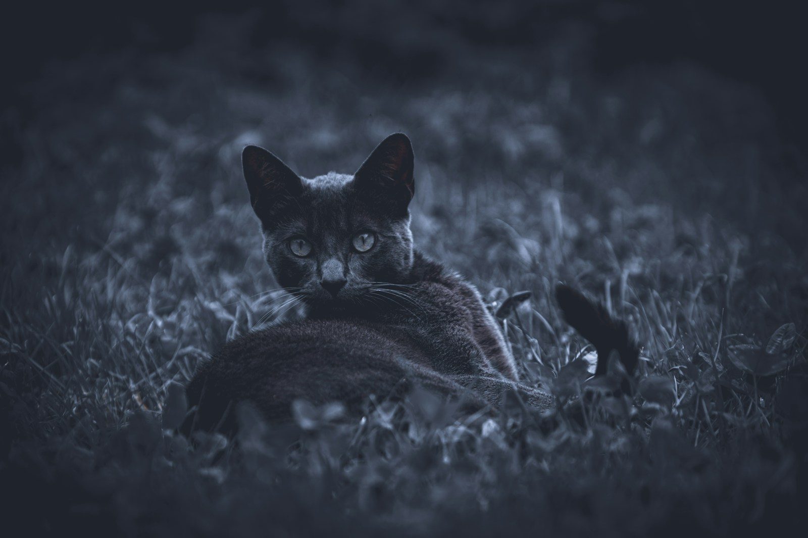 a cat laying in the grass looking at the camera