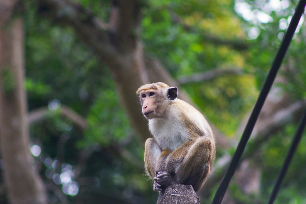 A monkey sits on a wooden post outdoors.