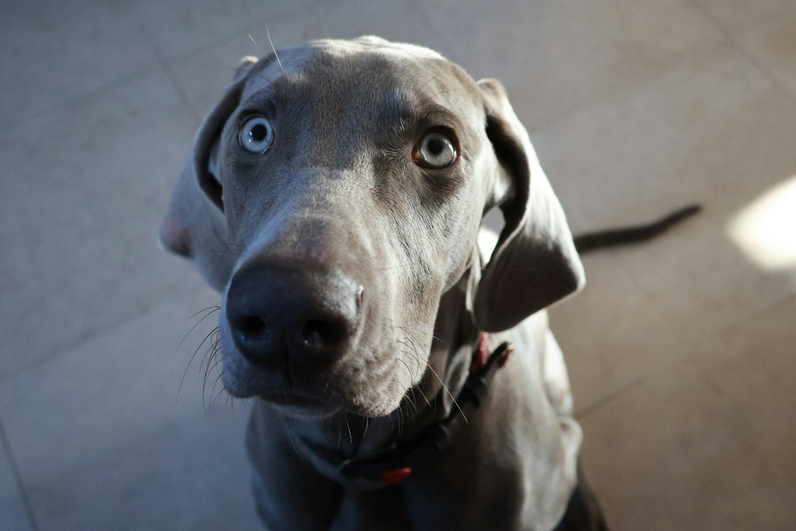 a close up of a dog looking up at the camera