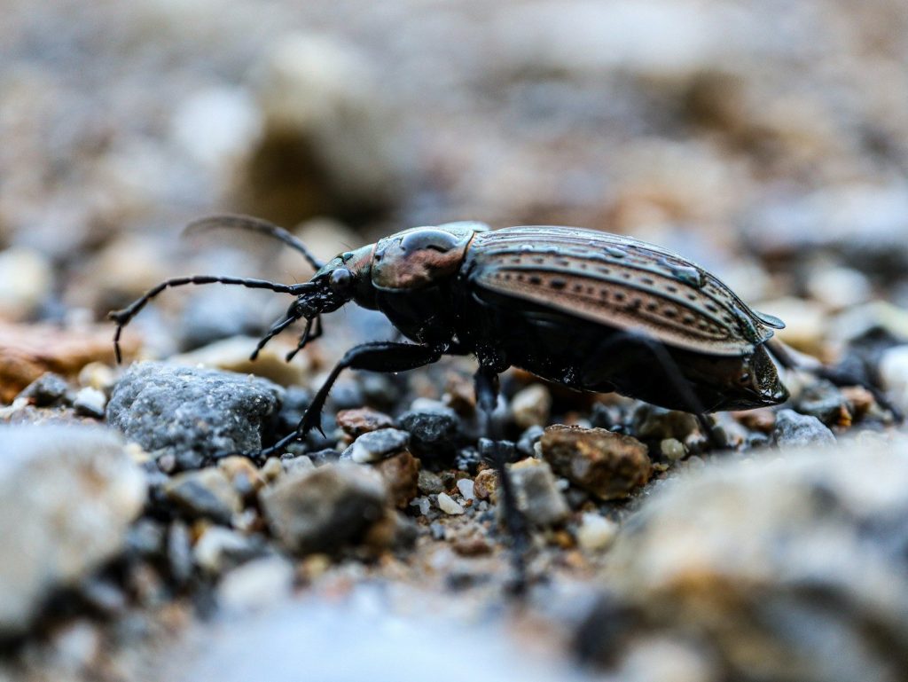 a close up of a beetle on the ground