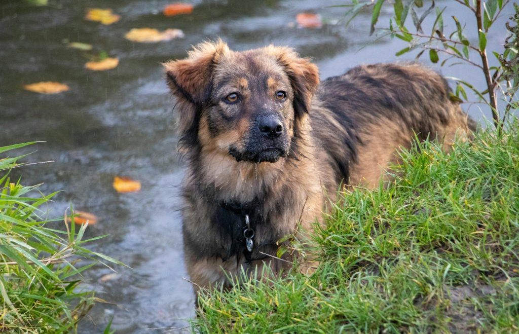 brown and black short coated medium sized dog on green grass field during daytime