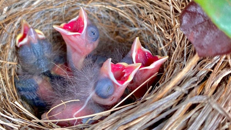 red and black bird on brown nest
