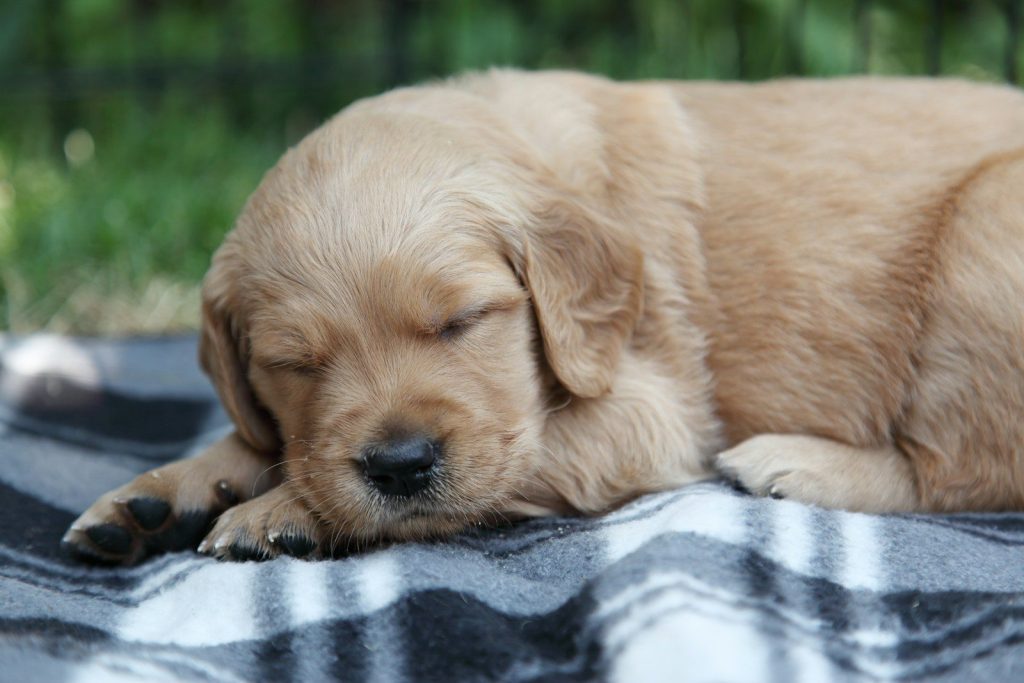 A sleeping golden retriever puppy rests on a striped blanket.