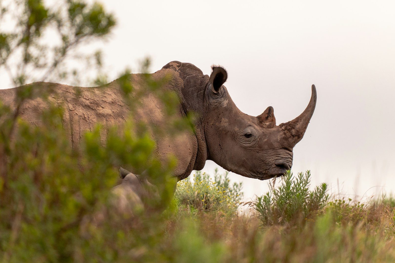 a rhino standing in a field with trees in the background