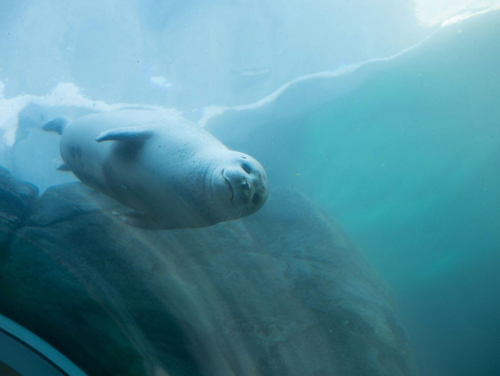 sea lion in body of water